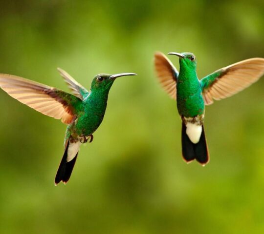 Spend some time bird watching