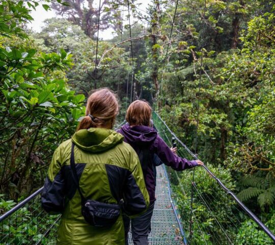A walk through the towering tree tops of a misty tropical forest