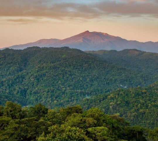 Views over the jungle