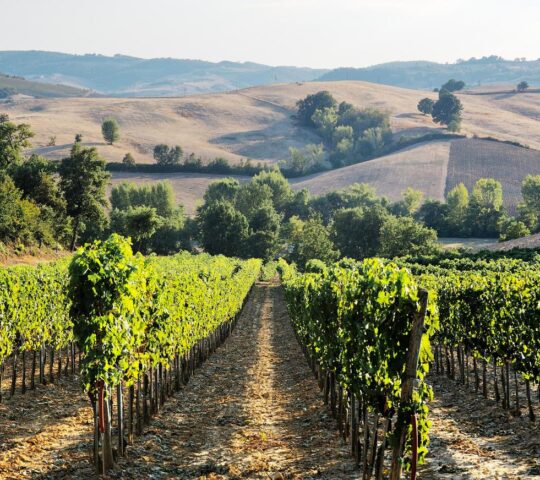 Vineyards in the Tuscan countryside