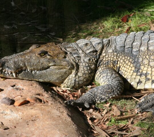 Spot Morelet’s crocodiles on a boat ride down Monkey river