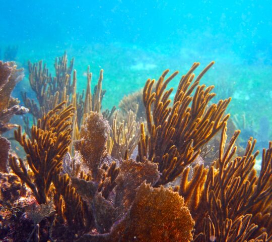 Explore the Mesoamerican Barrier Reef