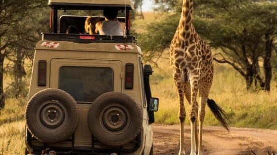 Giraffe with trees in background during sunset safari in Serengeti National Park, Tanzania.