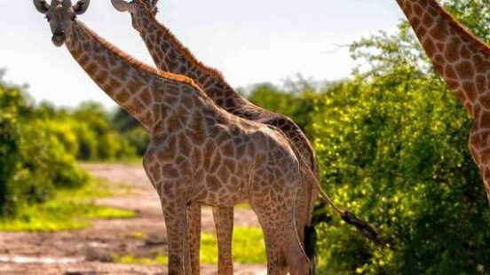 Several giraffes standing on a dirt track in the wild on Namibia and Botswana Luxury Safaris.