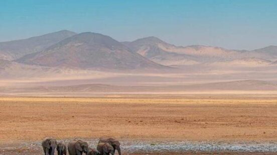 Elephants in a lake at Etosha National Park in Namibia