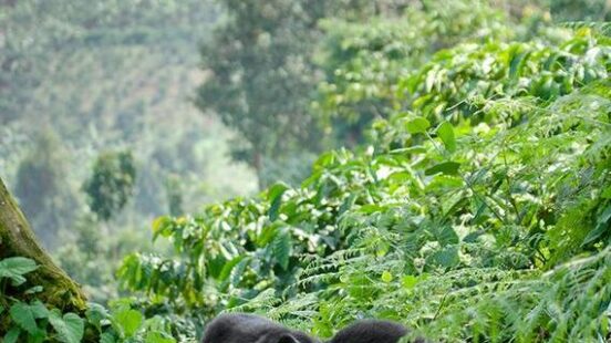 A male mountain gorilla lounges against a tree in Bwindi Impenetrable Forest, Uganda