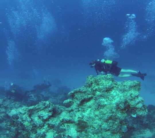 Diving off the Zanzibar coast