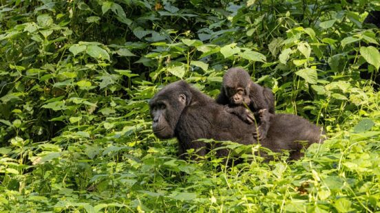 A large black gorilla carrying a baby gorilla on its back through thick green leaves.