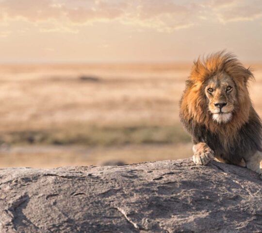 A lion surveys the Serengeti