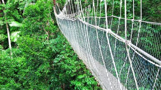 Canopy Walkway in the jungle in Borneo
