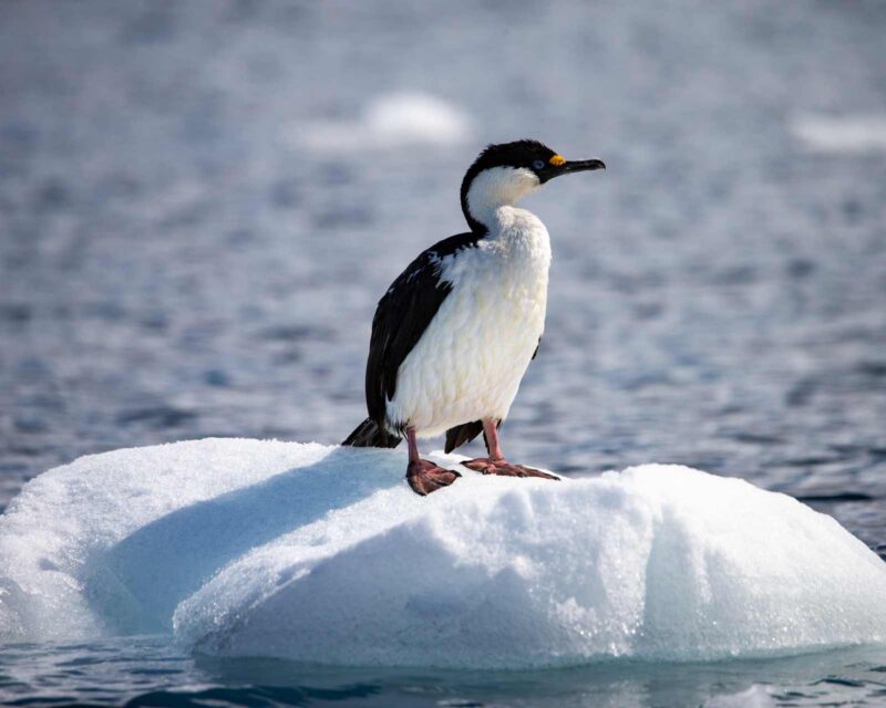 Close-up of an Imperial Shag seabird, black and white with a yellow beak, standing on a small ice floe in the water.