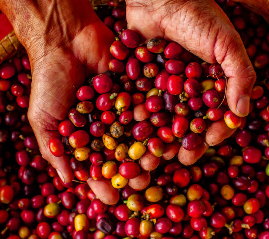 Colombian coffee beans
