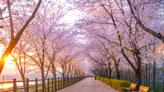 A beautiful, tree-lined avenue features a dense canopy of pink cherry blossoms overhead, illuminated by the golden light of sunrise.