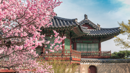A traditional Korean pavilion with a black tiled roof and red trim, viewed past the vibrant pink blossoms of a cherry tree.