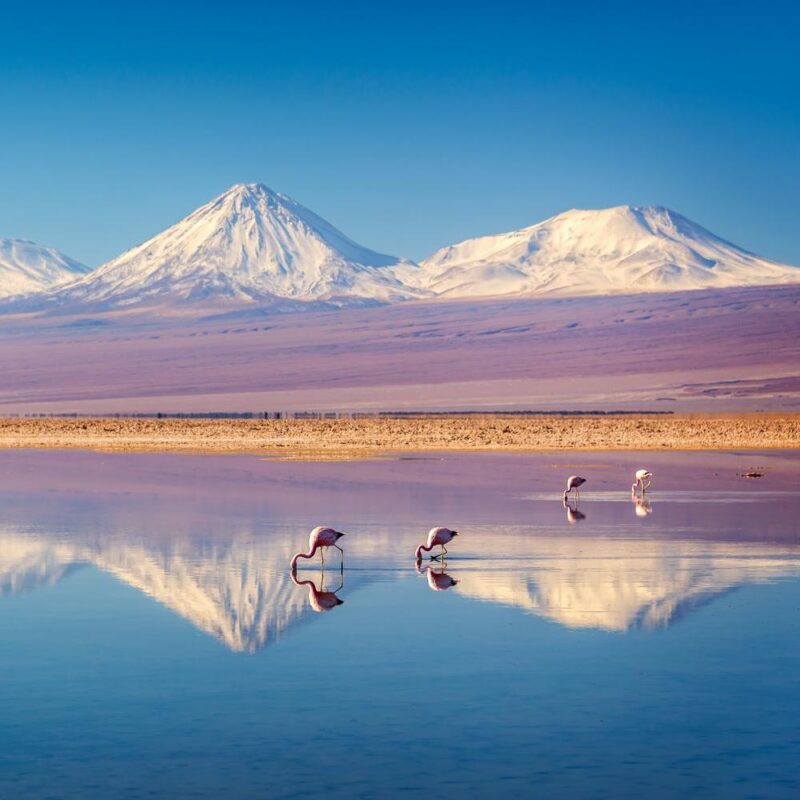 Snowy Licancabur volcano in Andes montains reflecting in the wate of Laguna Chaxa with Andean flamingos, Atacama salar, Chile