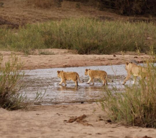 Lion cubs cross a river in Sabi Sands