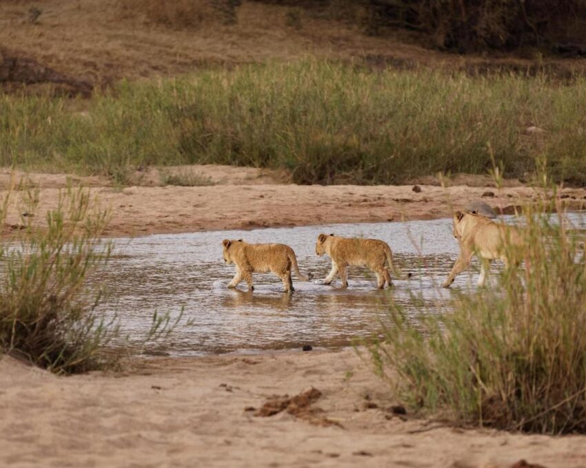 Game drive in Sabi Sands