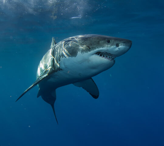 Great white sharks can be found off the coast of Gansbaai