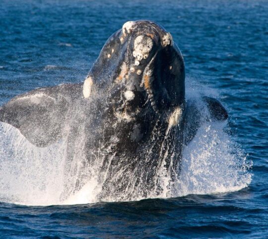 Spot southern right whales from June to December