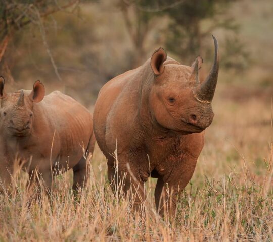 Marvel at the sight of black rhinos in the wild