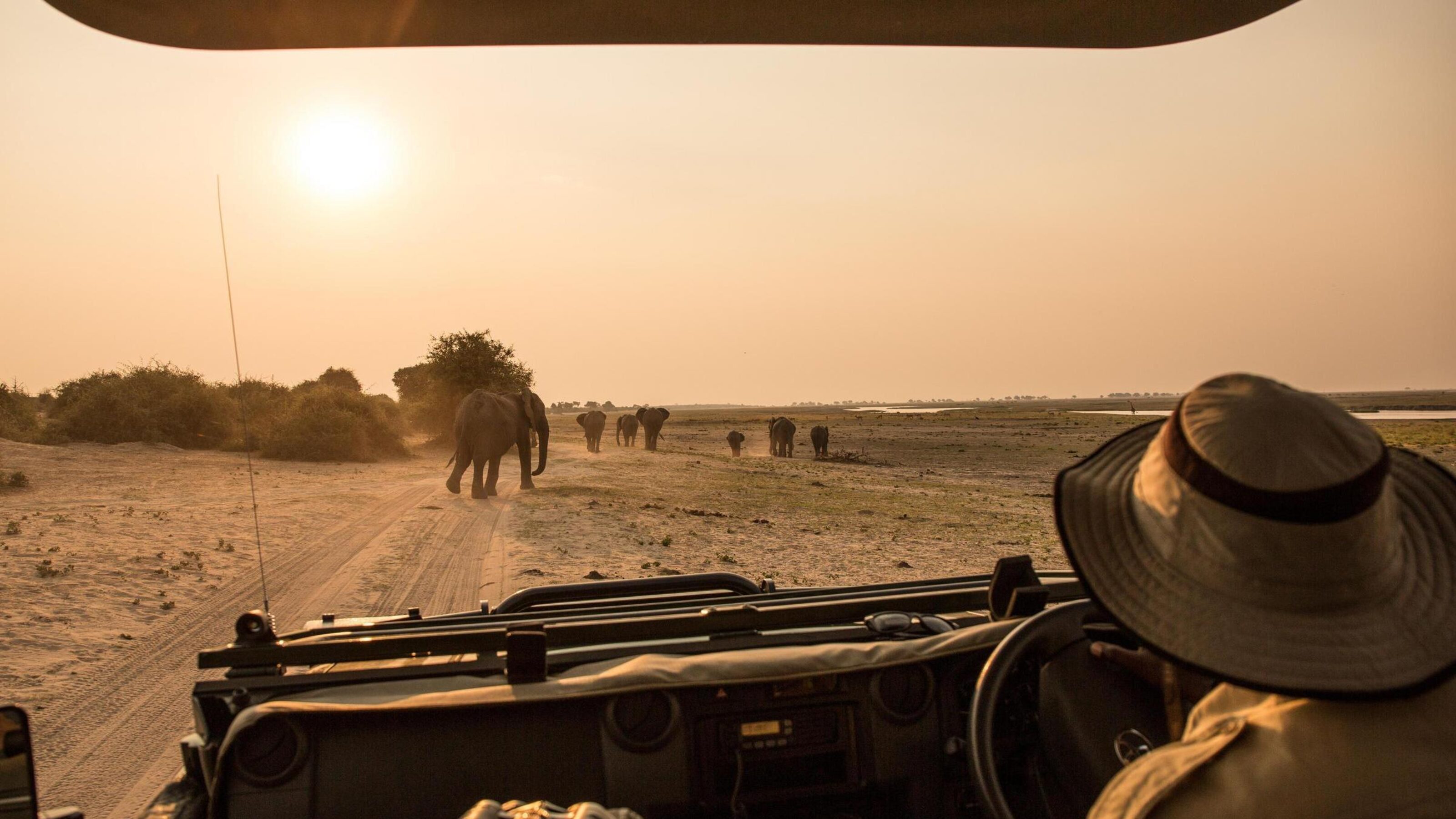 A view of elephants from a safari vehicle
