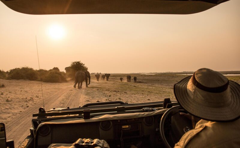 A view of elephants from a safari vehicle