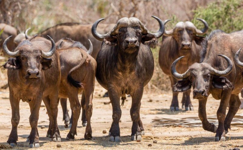 A herd of buffalo seen on safari