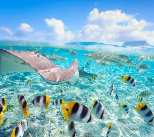 The waters around Bora Bora are rich with marine life