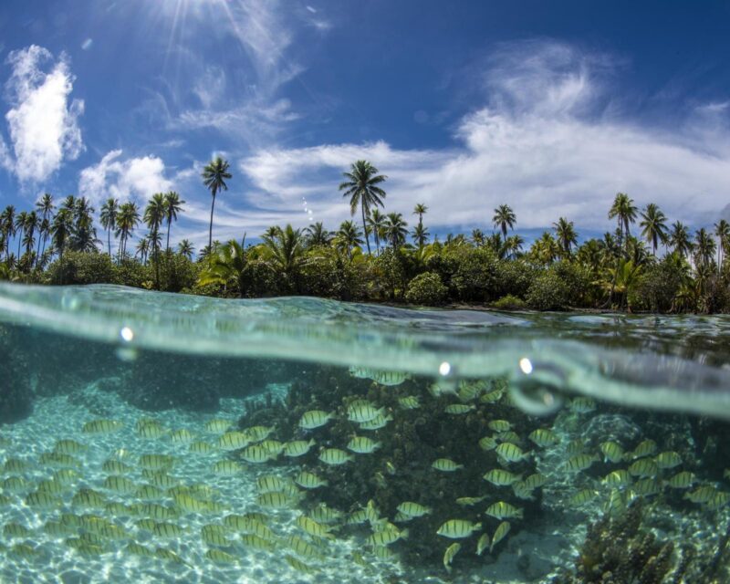 Fish beneath the waves in Bora Bora