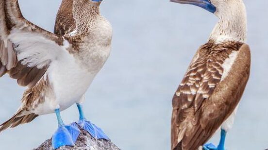 Two blue-footed boobies with bright blue feet perched on a dark rock by the sea.