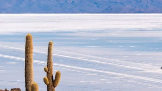 Large cacti on a rocky foreground overlooking the white expanse of the Salar de Uyuni salt flats.