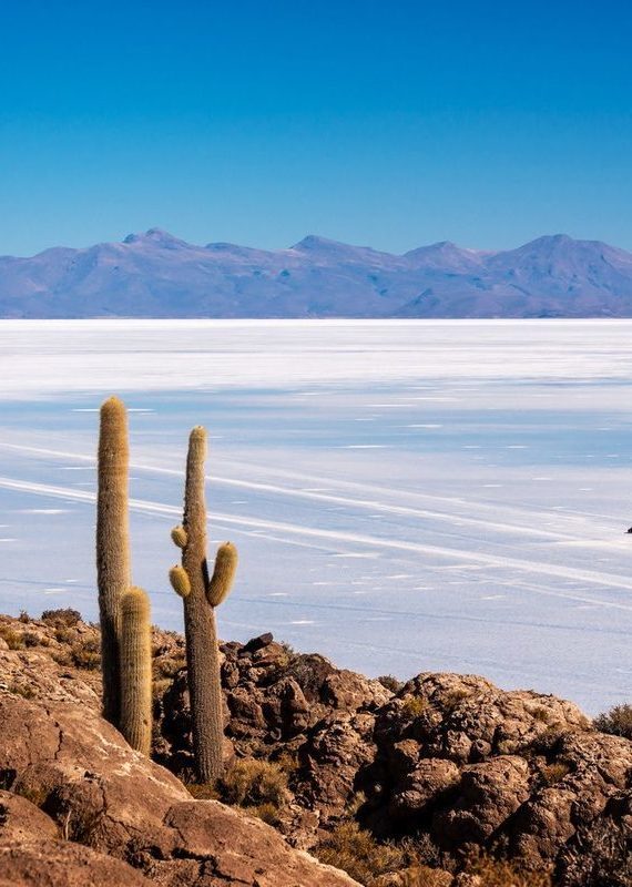 Large cacti on a rocky foreground overlooking the white expanse of the Salar de Uyuni salt flats.
