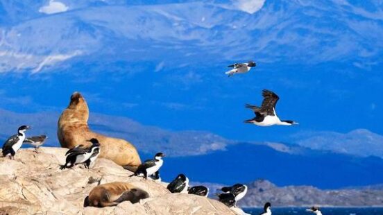 Penguins and Sea Lions in Tierra del Fuego Ushuaia Argentina