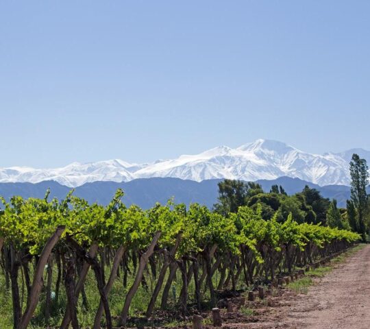 Mendoza vineyard overlooking the Andes