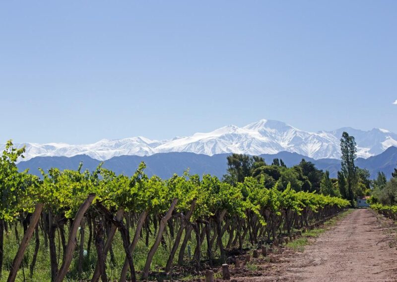 Mendoza Vineyard Argentina
