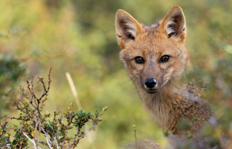 Andean Fox near Lago Grey, Torres Del Paine, Chile