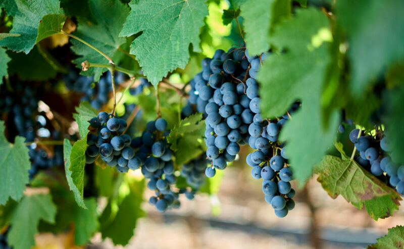 Mendoza Argentina Vineyard, grapes
