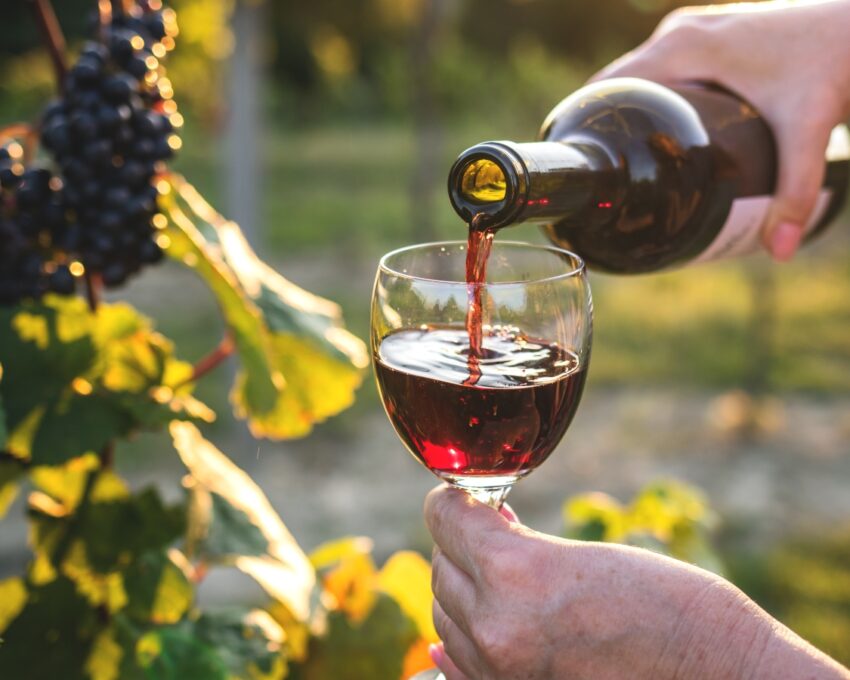 A cycling adventure to Carmelo's wineries