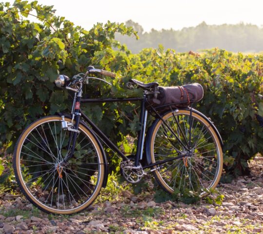 Cycle through the lush vineyards of Carmelo