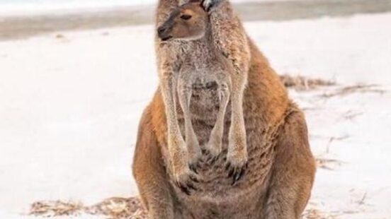 A kangaroo with a baby in her pouch stood on the beach, Australia
