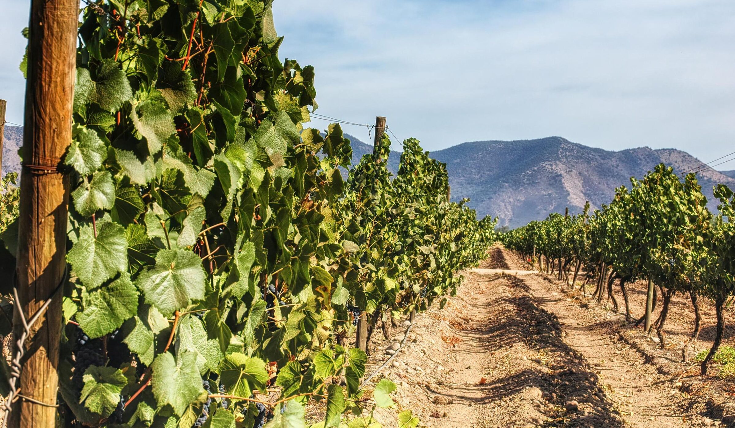 Into Chile's Wine Region