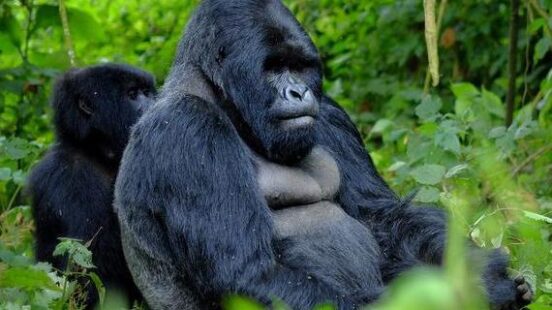 Encounter of tourist and mountain gorilla in African jungle.