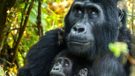 Gorilla mother and her baby in the bush of Uganda