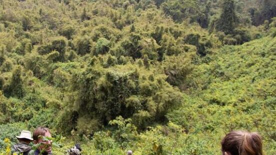 Trekking in Volcanoes National Park, Rwanda in search for Gorilas