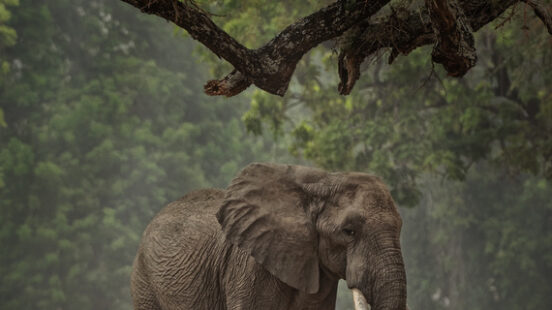 African Bush Elephant in Mana Pools National Park, Zimbabwe