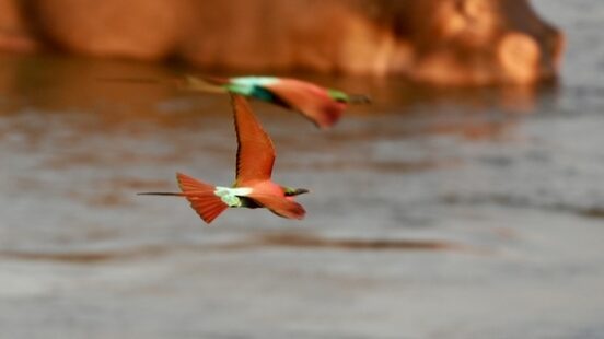 Two colorful birds in flight with a blurred hippo in the background by the water.