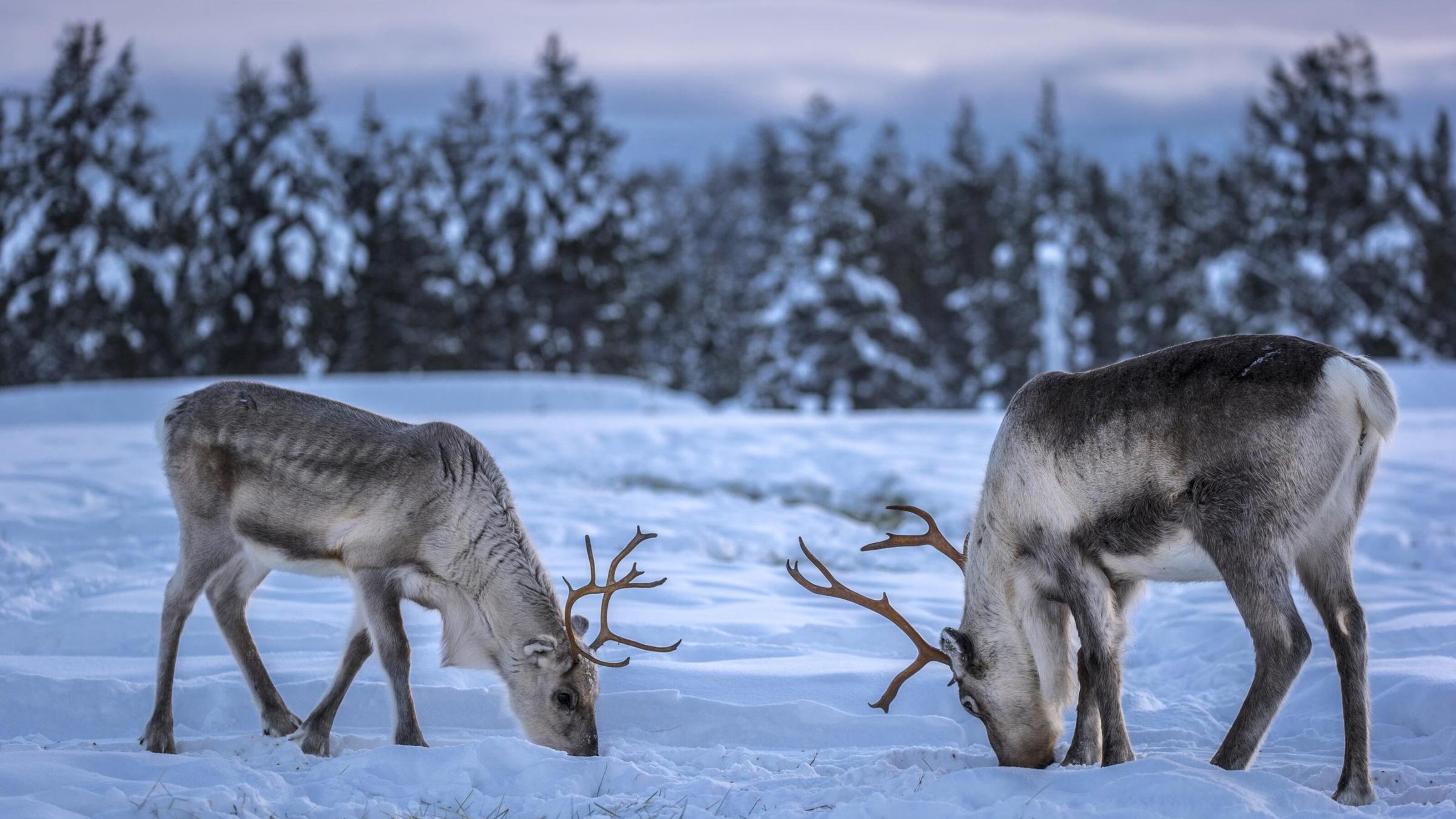 Two caribous (reindeers) in a winter scenery.