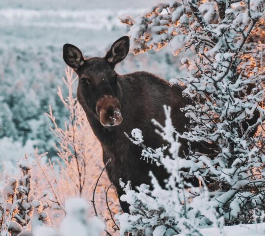Wild elk in snowy Lappish forest