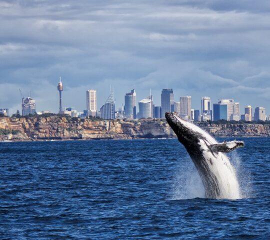 Admire majestic whales off Sydney Heads