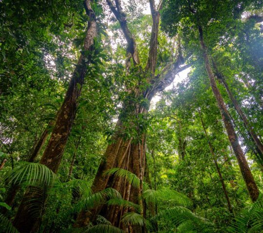 Explore the ancient Daintree Rainforest